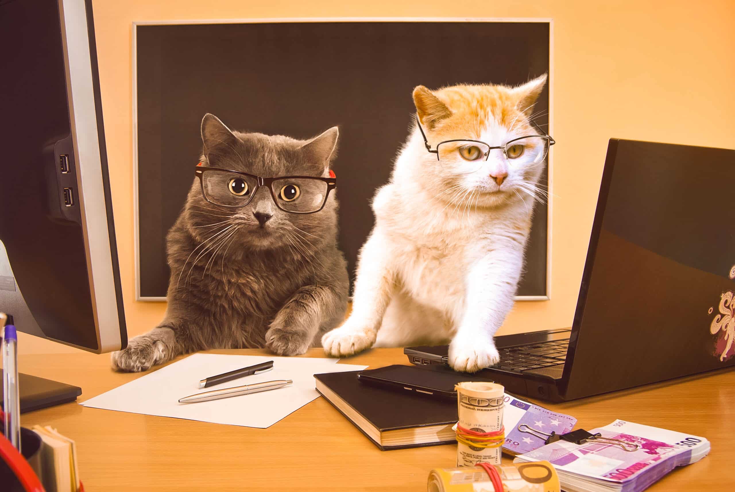 Cat with glasses near the laptop. Cats businessmen. The concept of business, computer technology, information technology and friendly cooperation.