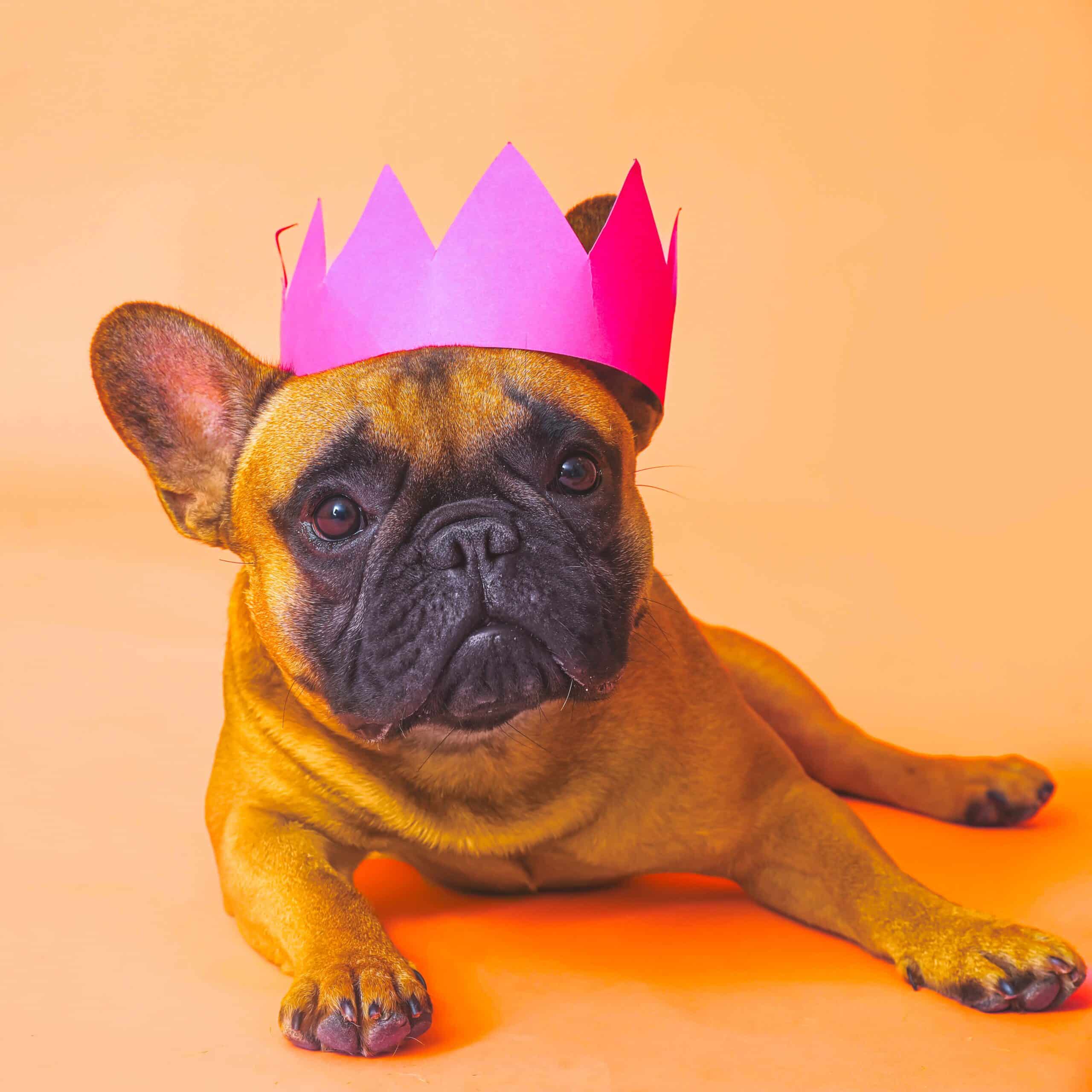 Cute French bulldog in paper crown on color background