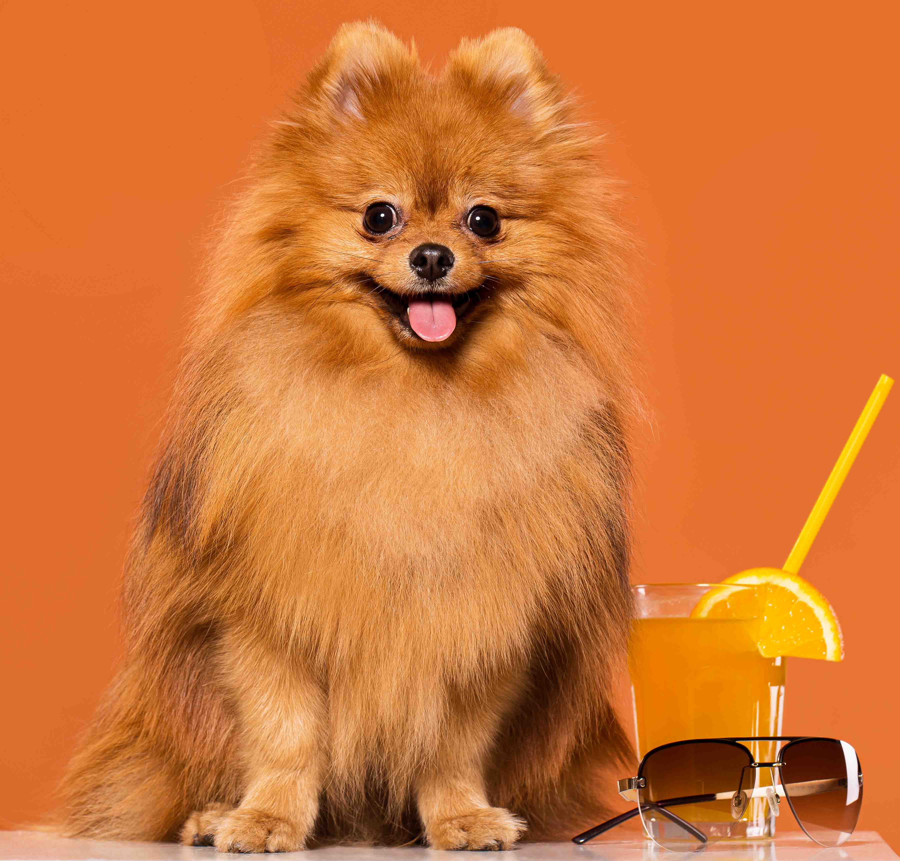 Adorable, furry spitz with juice