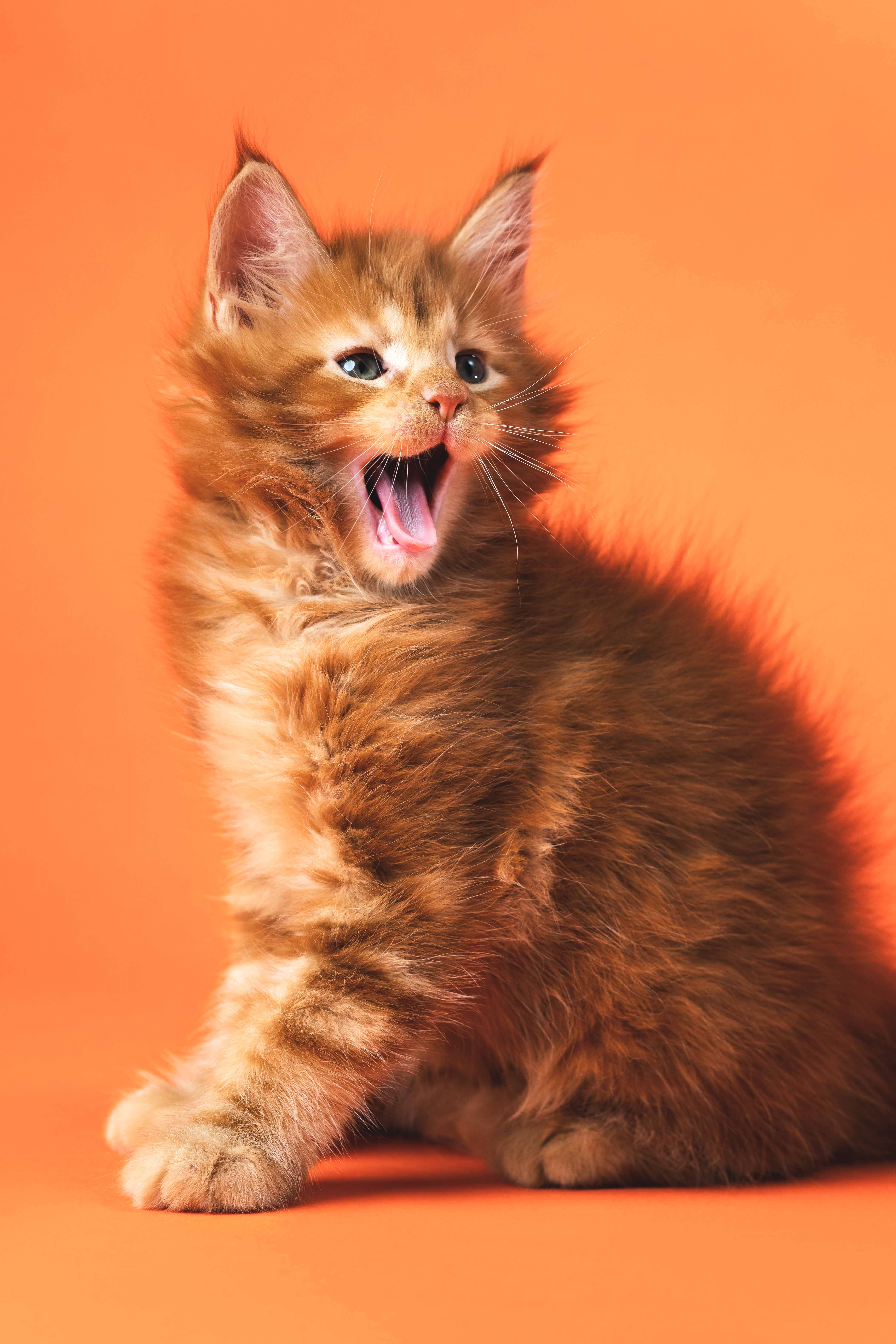 Portrait of Coon Cat of color red classic tabby sitting with open mouth and protruding tongue on orange background. Funny kitten with fluffy fur is 6 weeks old. Studio shot.