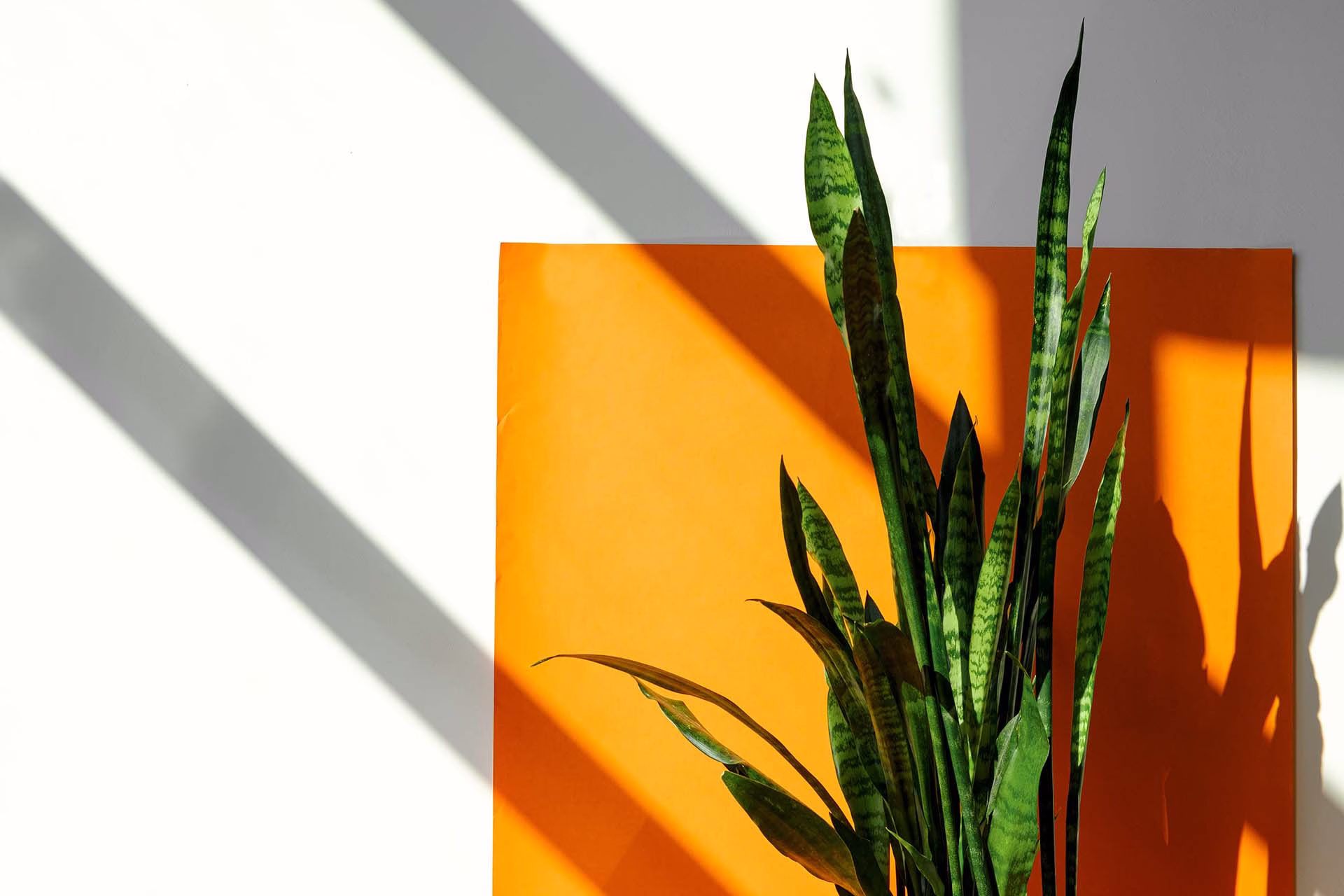 Featured image for “Honesty in the Beauty Industry”